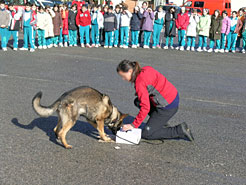 Niños de un colegio ven la exhibición de un perro policía.