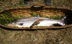 Captura del primer salmón de la temporada en el Bidasoa