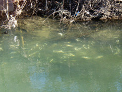 Imagen de los peces muertos en el cauce del río.