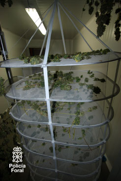 Desmantelado laboratorio marihuana en la Cuenca de Pamplona