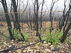 Parte de las áreas quemadas se están regenerando de manera natural