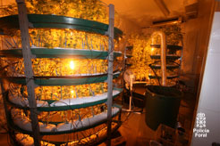 Desmantelado laboratorio marihuana en la Cuenca de Pamplona