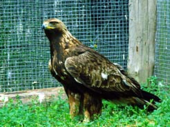 El águila real, en una de las jaulas voladeras del Centro de Ilundáin.