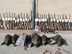 Imagen de los jabalíes abatidos y de las armas decomisadas