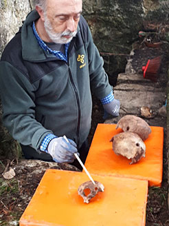 El forense Francisco Etxeberria, con los restos humanos encontrados.