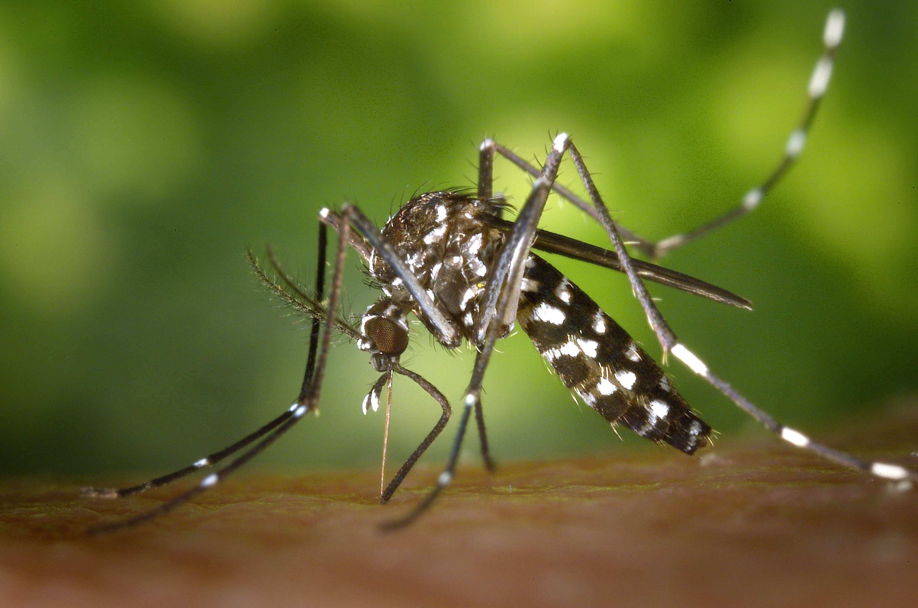 imagen Aedes albopictus, mosquito tigre. 