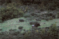 Imagen del oso "Camille" en Garde (Valle de Roncal)