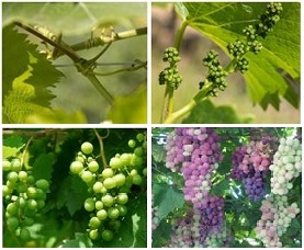 Diferentes estados de maduración de la uva