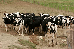 vacas lecheras
